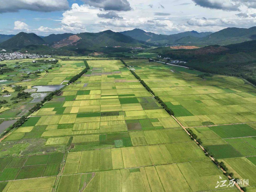 顺丰与粤港澳大湾区绿色农产品生产供应基地签署战略合作