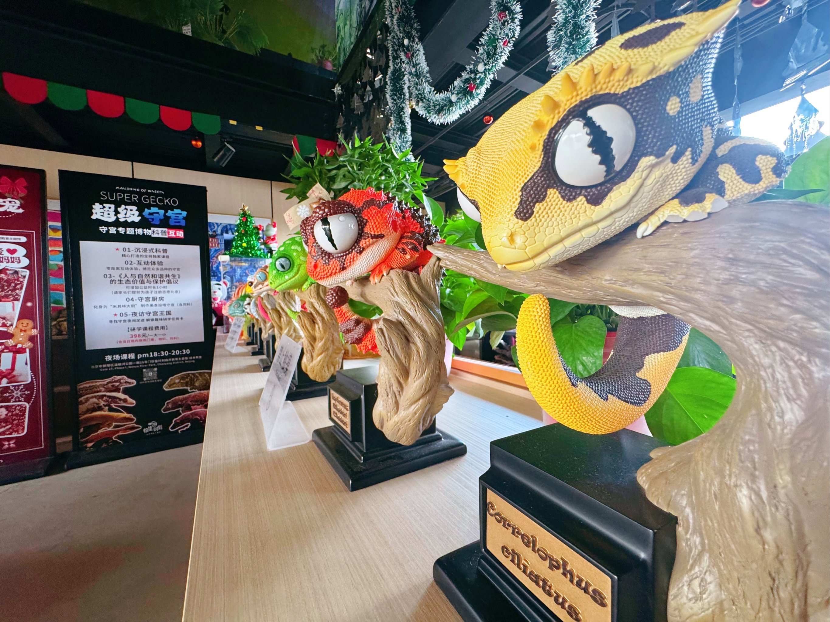 时隔百余年 海南发现壁虎属新物种