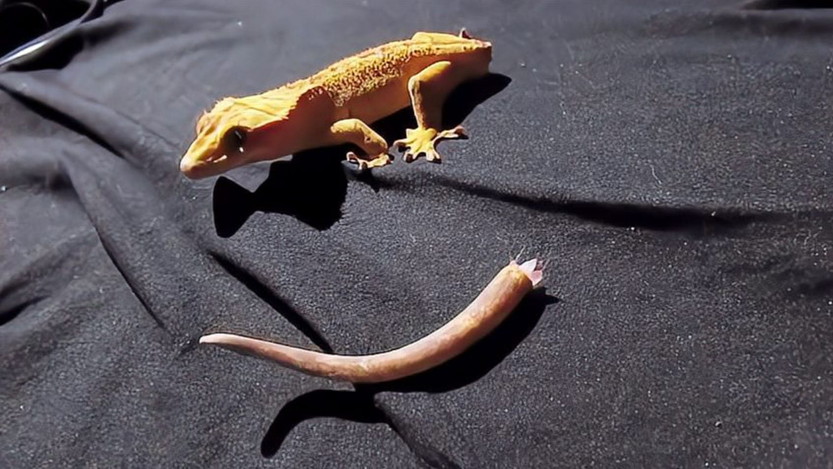 时隔百余年 海南发现壁虎属新物种