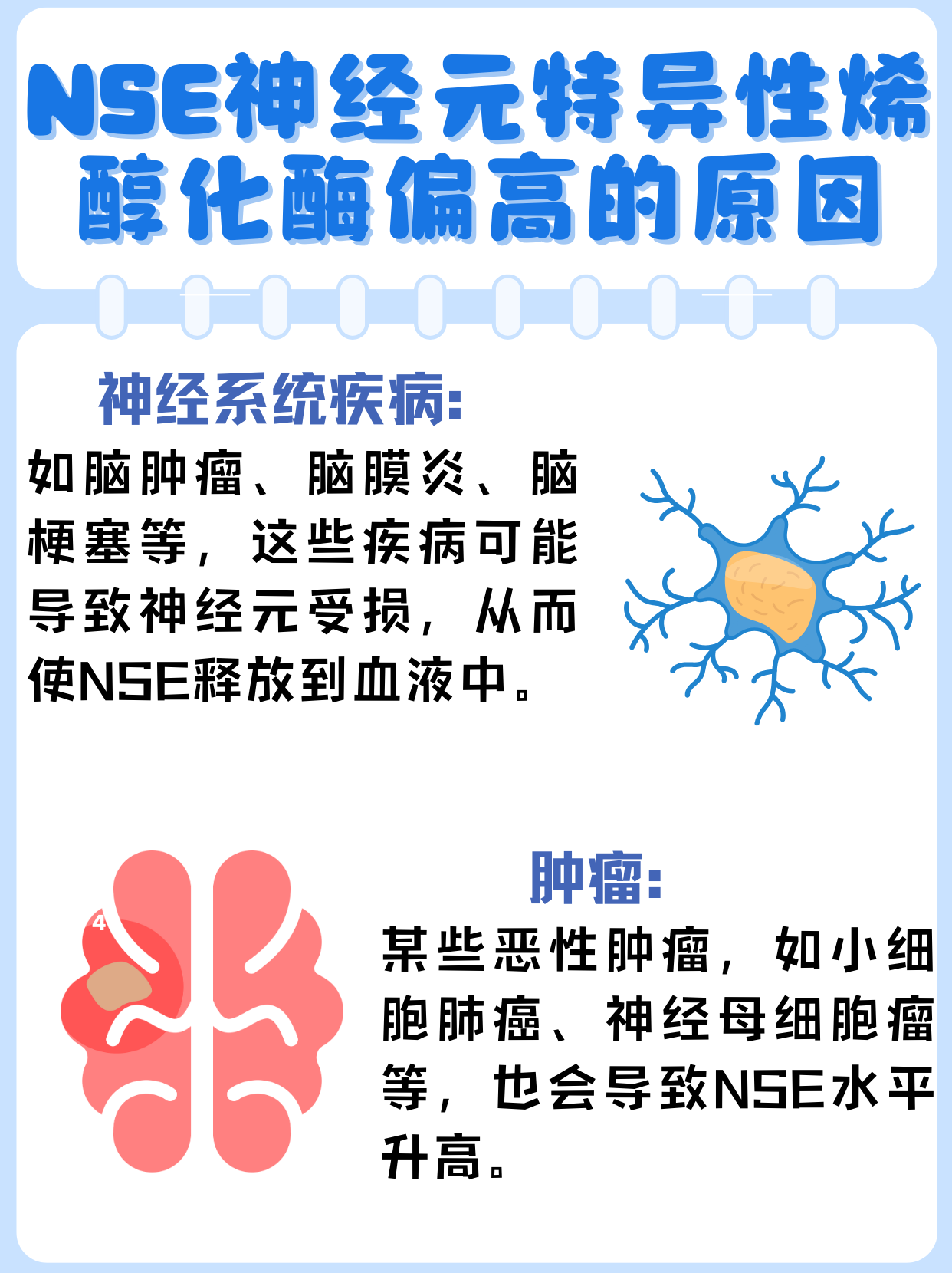 研究揭示多不饱和脂肪酸调节神经细胞功能机制