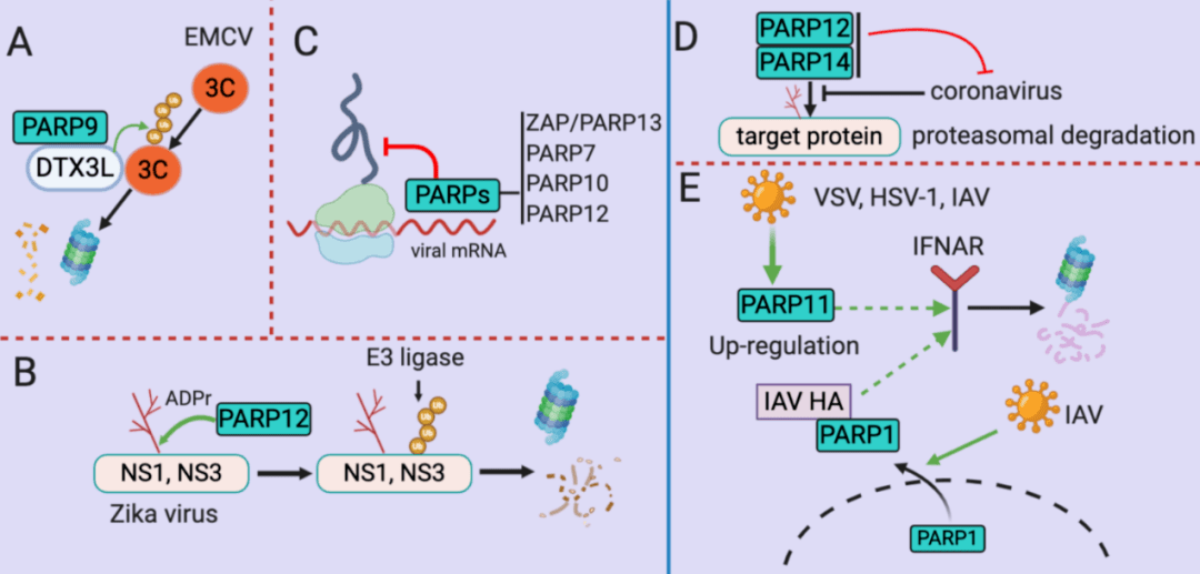类器官研究揭示蝙蝠抗病毒免疫机制