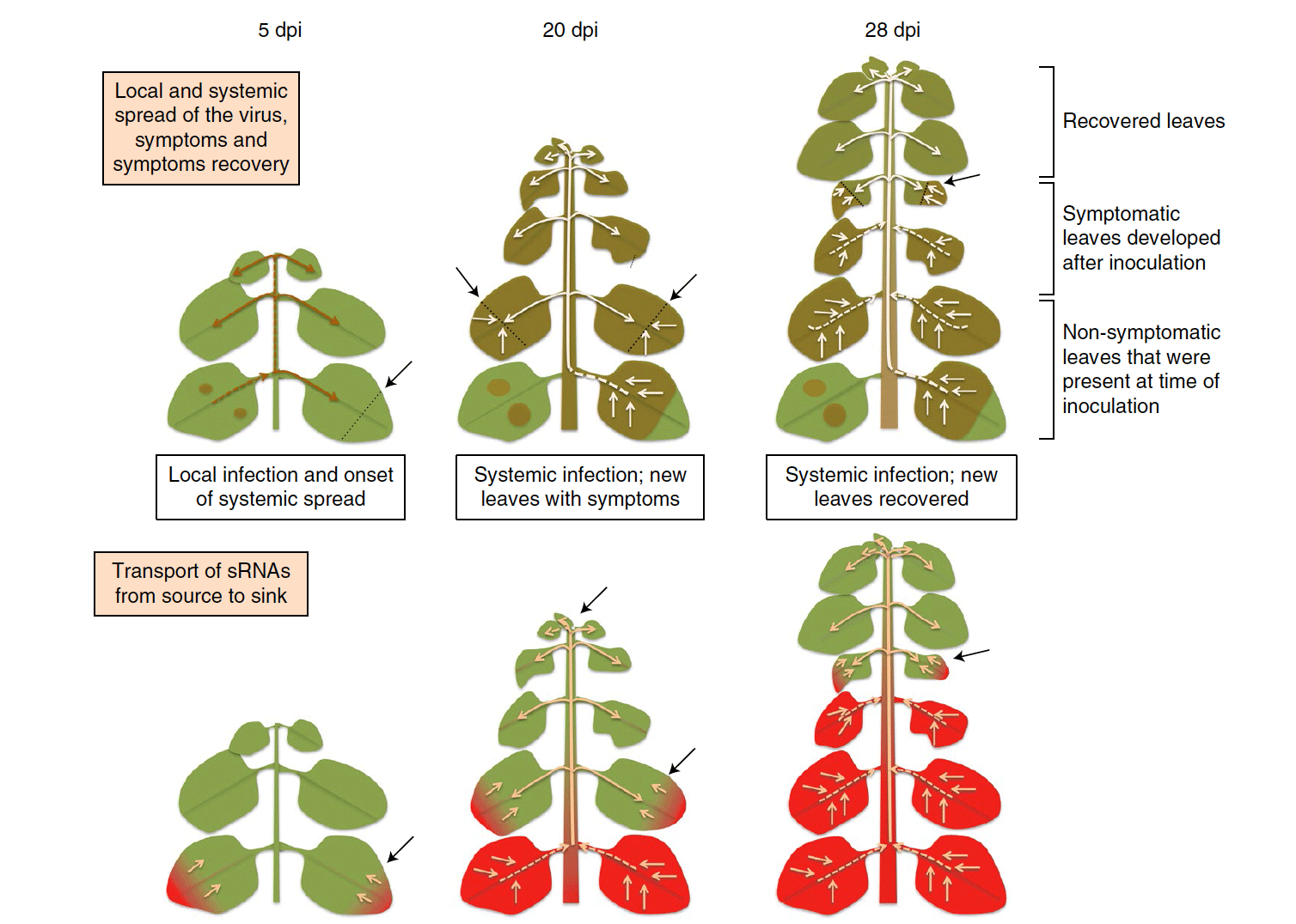 类器官研究揭示蝙蝠抗病毒免疫机制