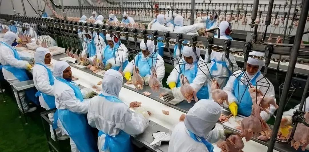 韩农林畜产食品部禁止进口巴西鸡肉