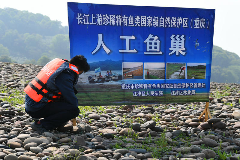 华能水电获得发明专利授权：“一种面向粘沉性卵鱼类的智能移动式人工鱼巢实验平台”