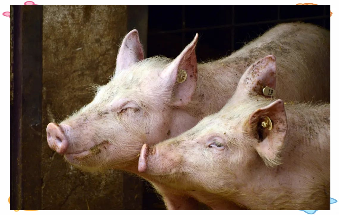 龙头猪企5月销量普遍下滑，股价却走高，啥情况？