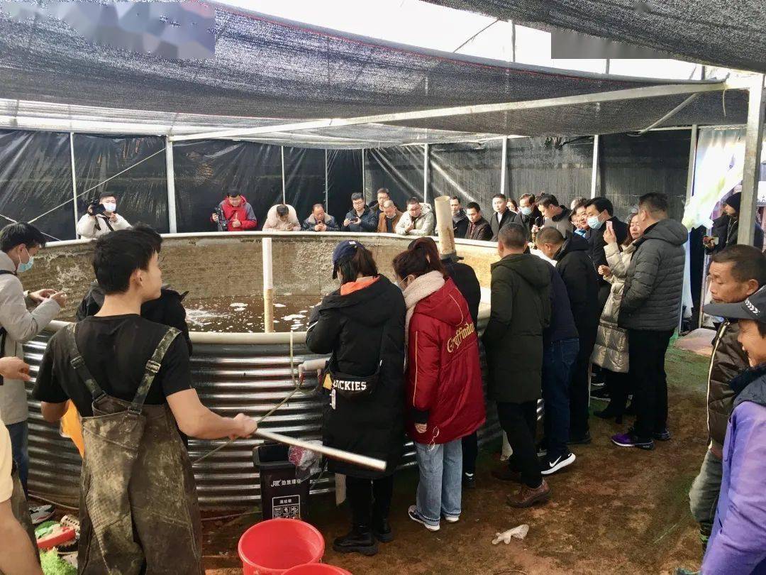 永顺生物获得发明专利授权:“一种鳜鱼脑细胞克隆细胞株的构建方法”