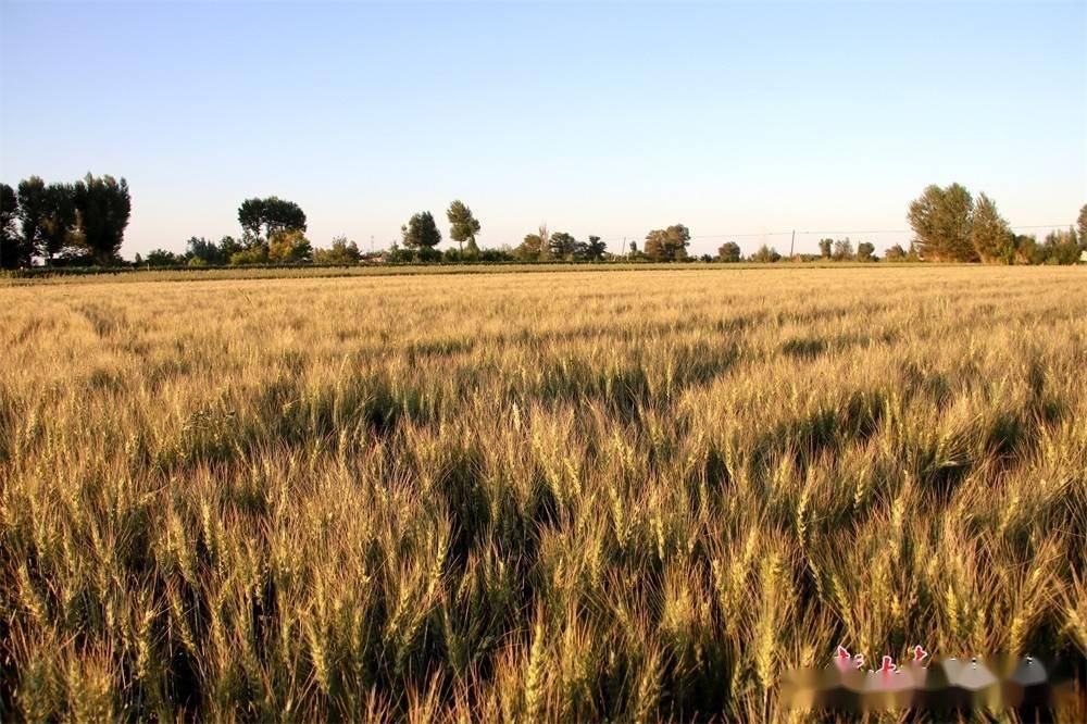 福成股份：今年小麦已经归仓，平均亩产量约在1000-1200斤