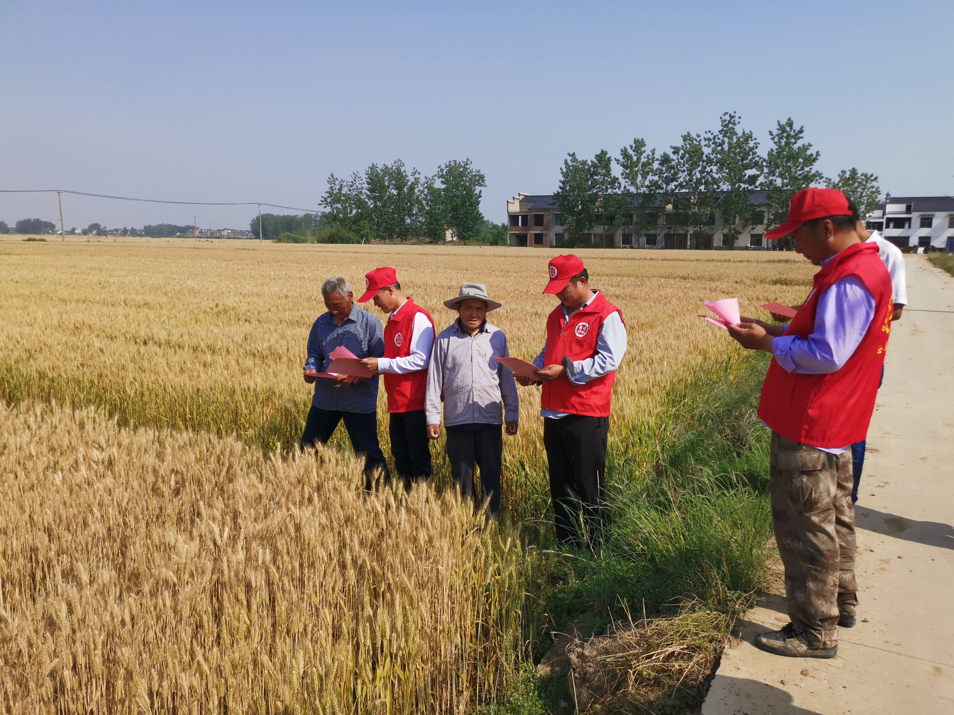 福成股份：今年小麦已经归仓，平均亩产量约在1000-1200斤