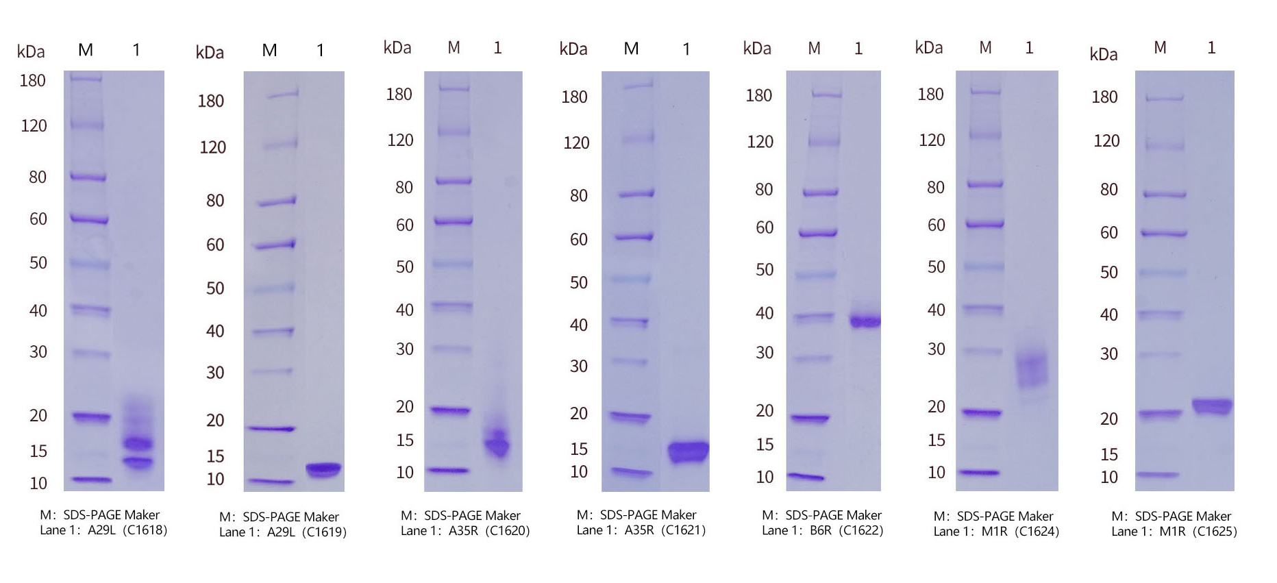 华兰疫苗获得发明专利授权：“一种猴痘病毒B6R抗原及其制备方法与应用”