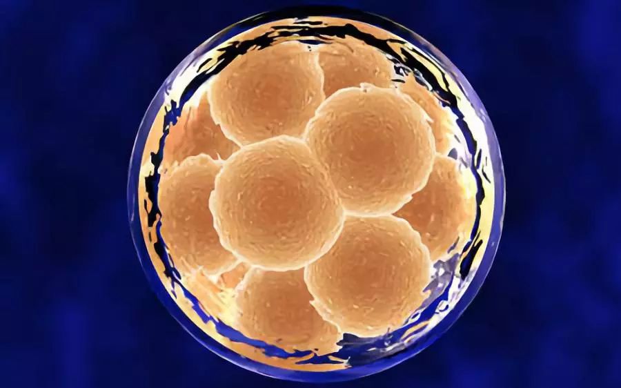 我科学家实现高效体细胞克隆