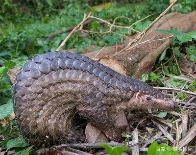 川山甲1号在成都下线