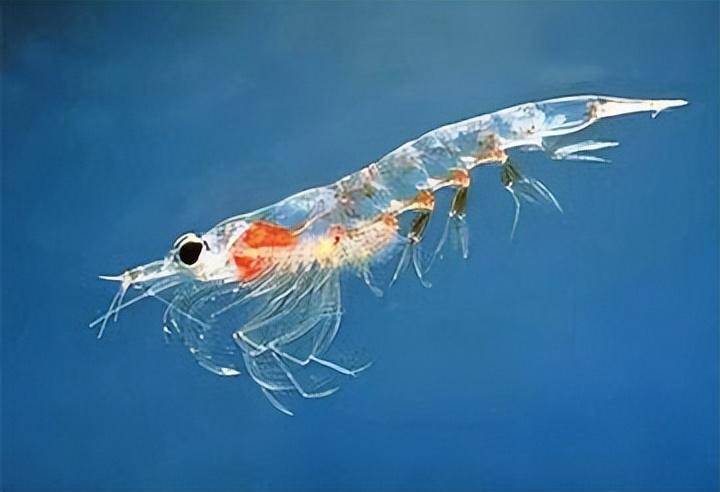 新研究显示南极海域食物网基础发生重大变化