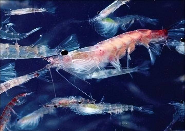 新研究显示南极海域食物网基础发生重大变化