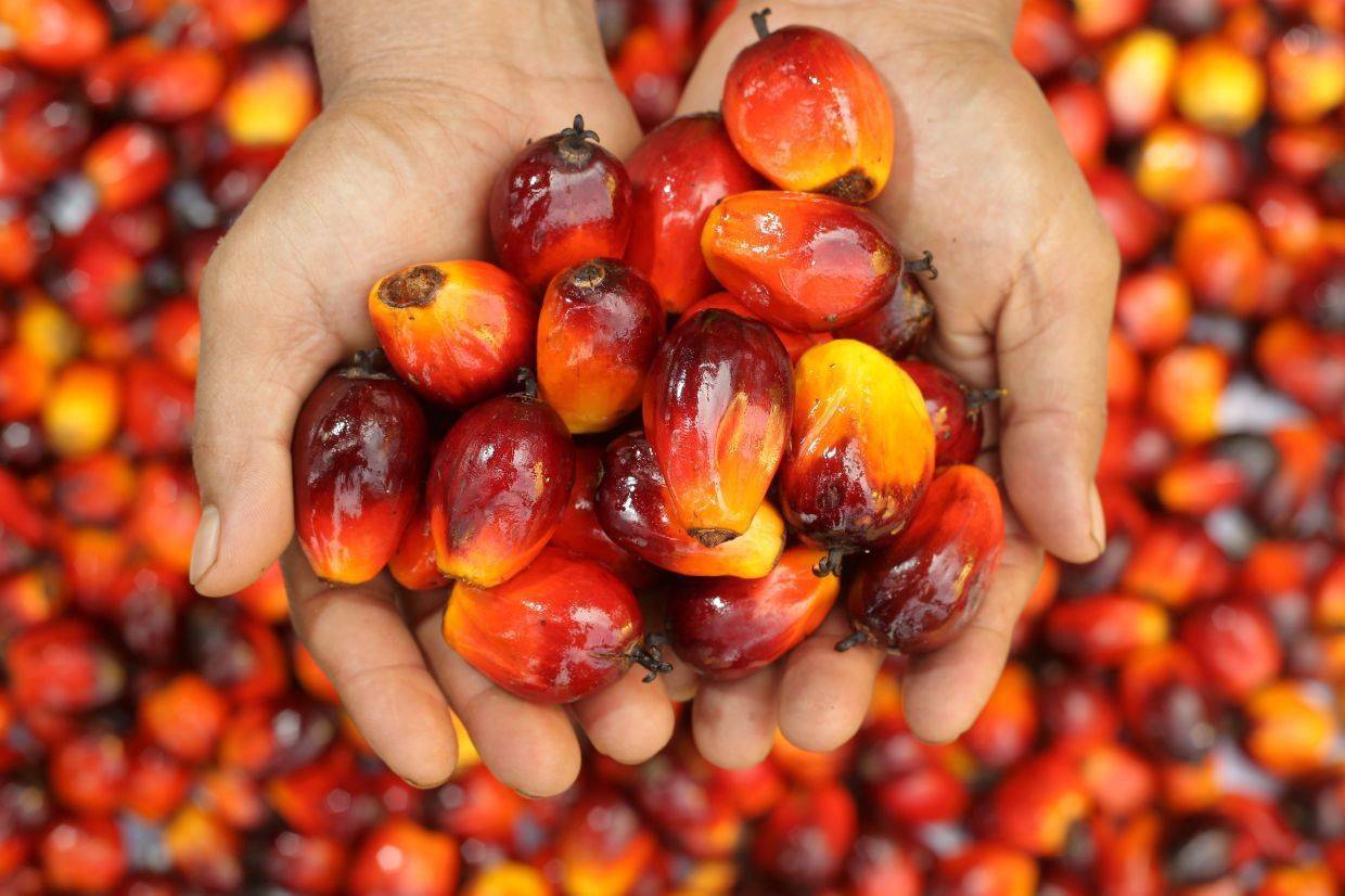 巴新油棕产业公司称政府计划到2027年实现油棕产量翻番