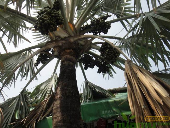 巴新油棕产业公司称政府计划到2027年实现油棕产量翻番