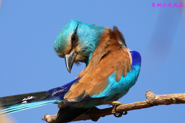 工贸部和动物渔业资源部探讨强化苏丹畜牧业价值链