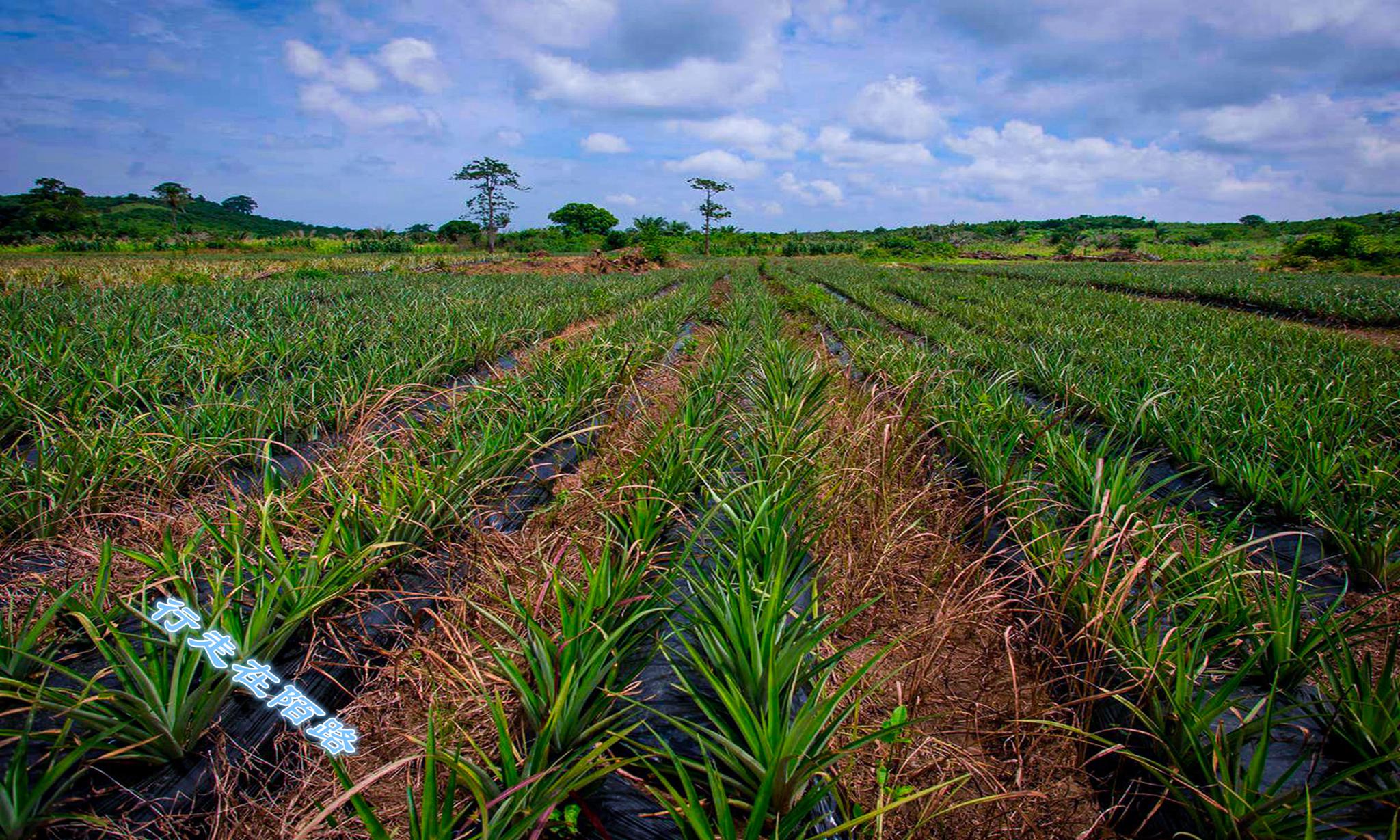 国际货币基金组织拟将加纳救助计划延长3个月