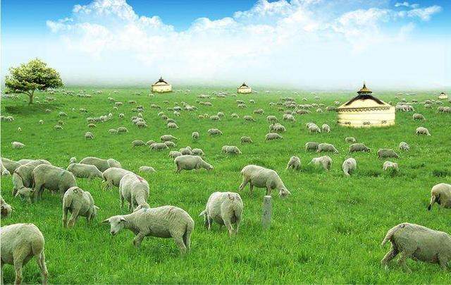 阿尔及利亚推出三项措施稳畜牧业应对羊价上涨与干旱冲击