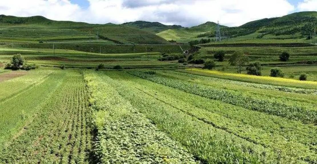 阿尔及利亚推出三项措施稳畜牧业应对羊价上涨与干旱冲击