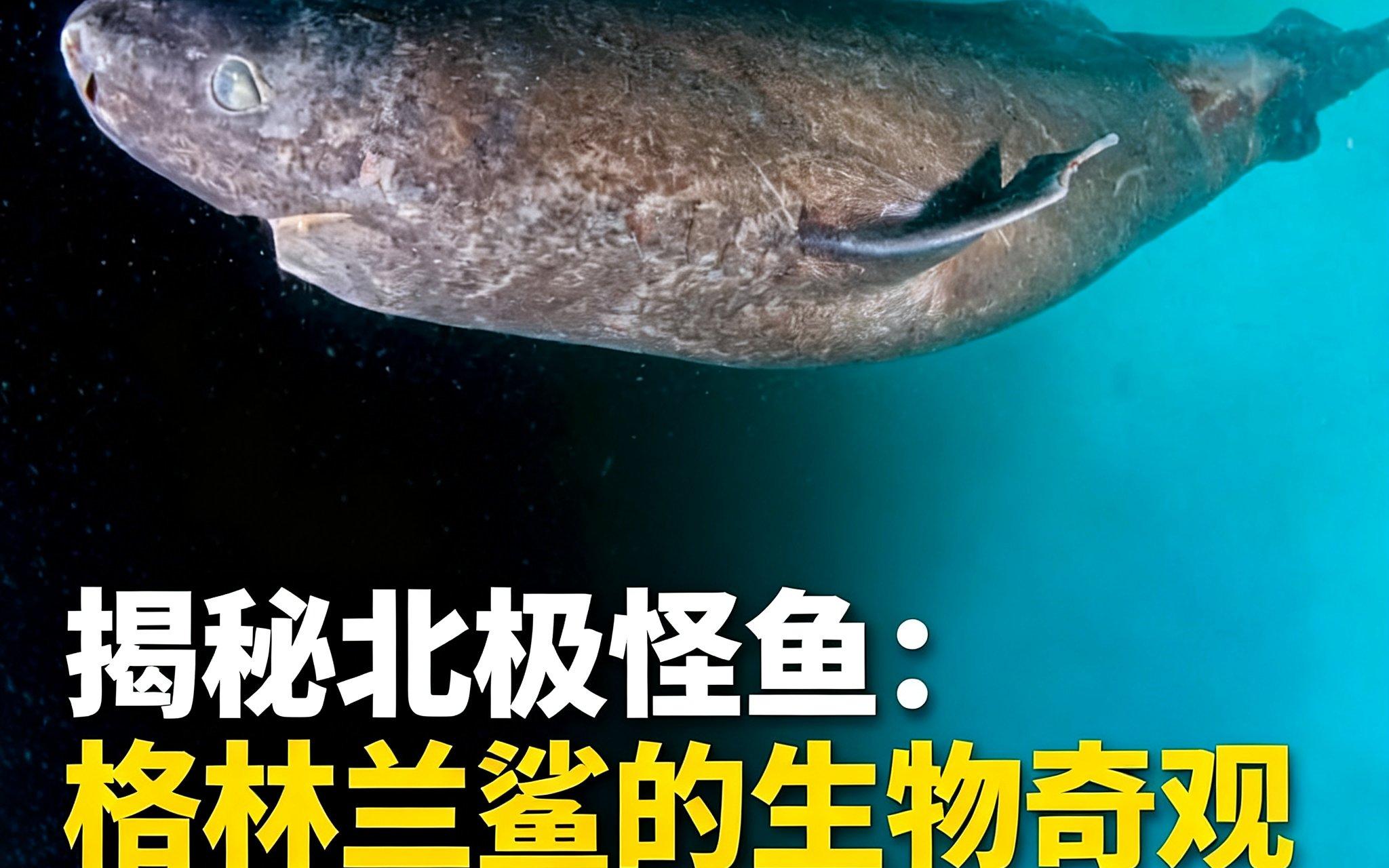 研究发现格陵兰睡鲨可对抗心脏衰老影响