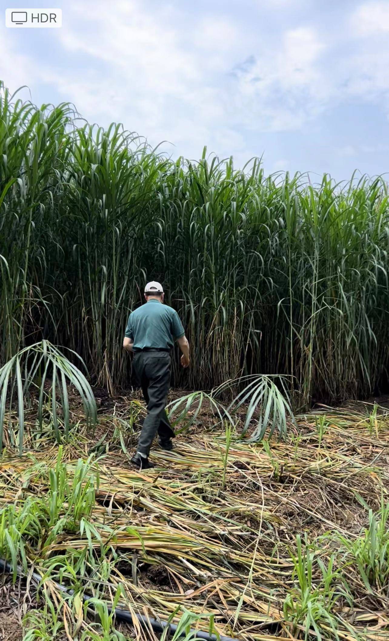 新乡化纤：菌草纤维抑菌率均大于99.9%