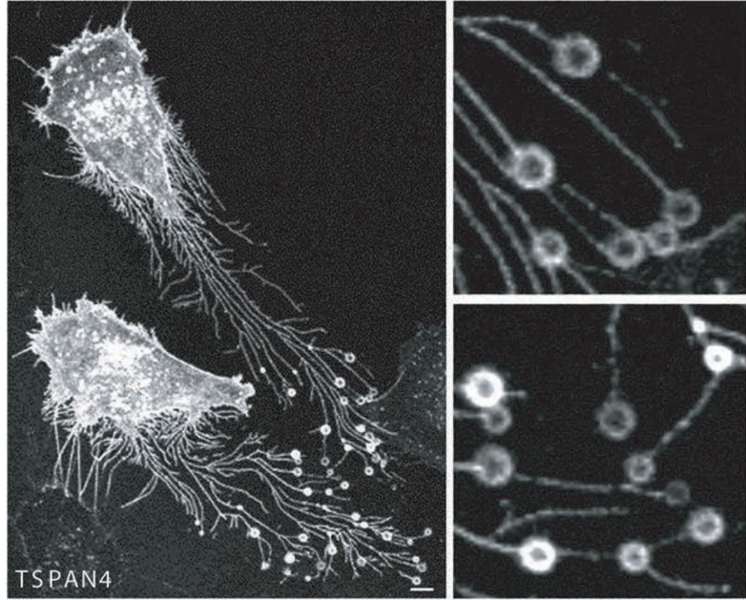 精智达获得发明专利授权：“一种成像式色度计的多光谱标定方法、装置及存储介质”