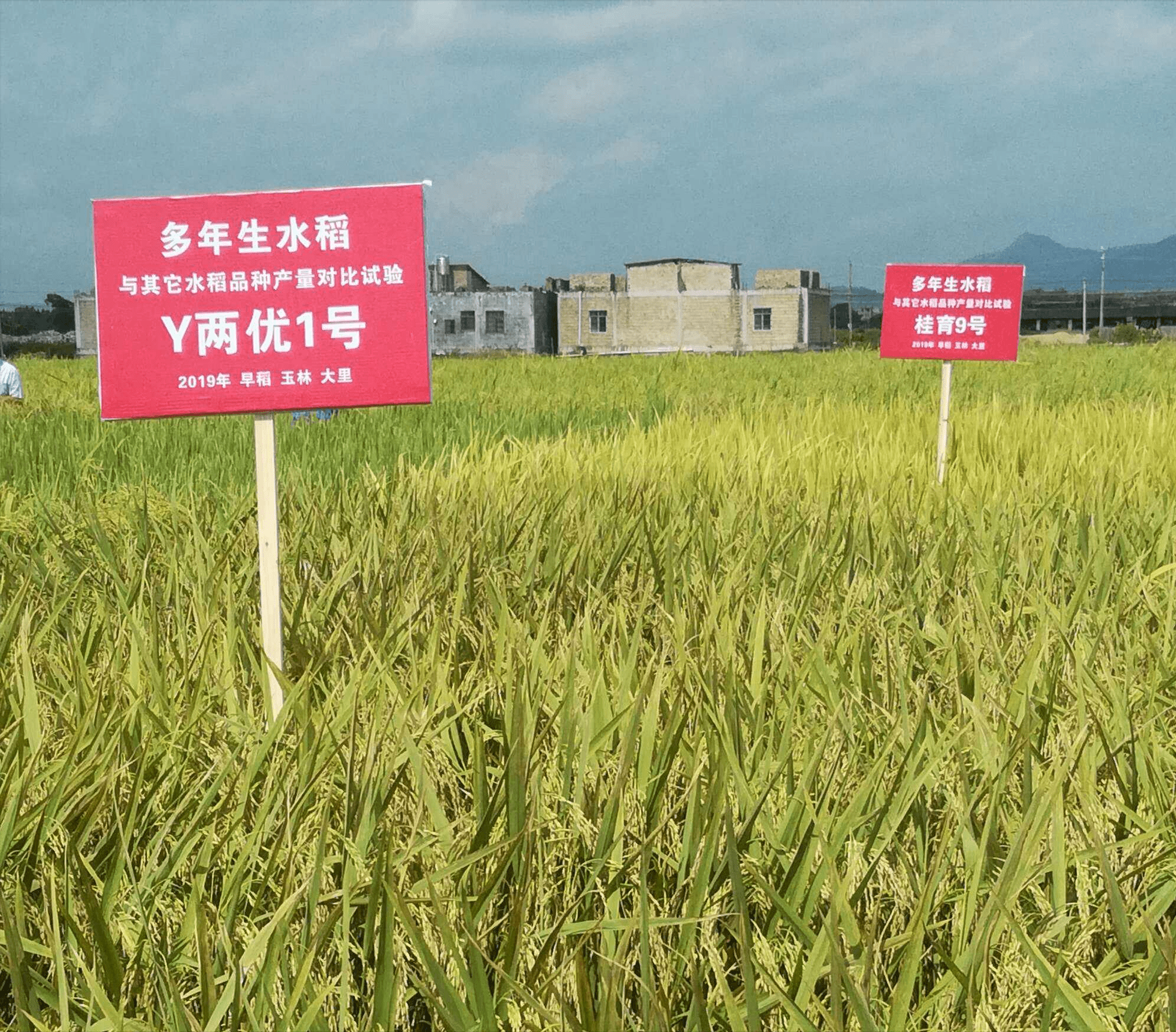 科学家发现水稻基因可“合力”抗旱