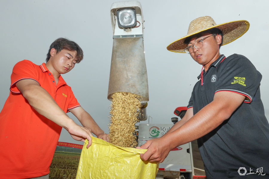 科学家发现水稻基因可“合力”抗旱