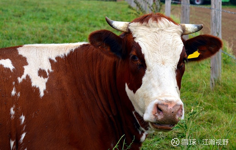 伊利股份获得外观设计专利授权：“奶粉罐（皇冠盖奶粉罐）”