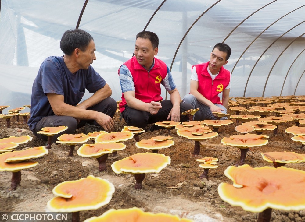 韩文秀：常态化精准帮扶各项配套政策正抓紧制定出台