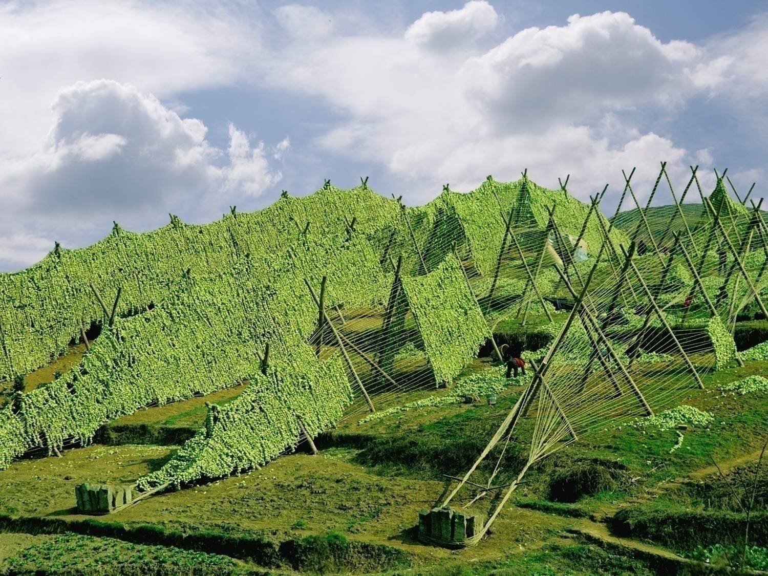 涪陵榨菜：公司绿色智能化生产基地尚在建设中