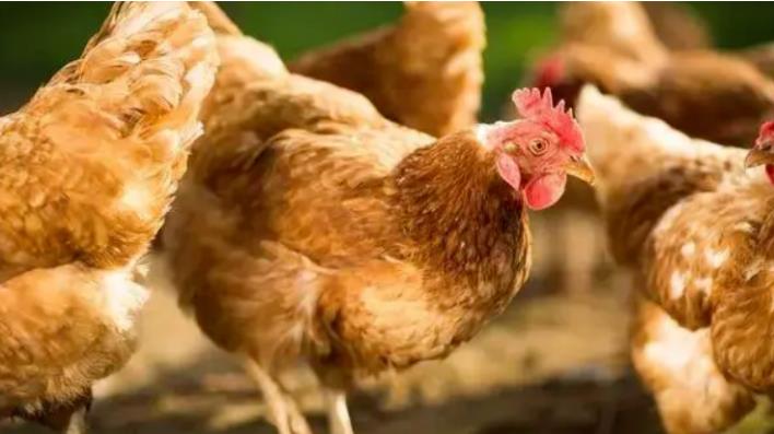 湘佳股份：1月份活禽销售收入同比增长10.42%