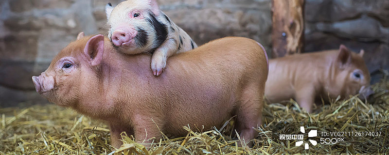 金新农：1月份生猪销量同比增长60.64%