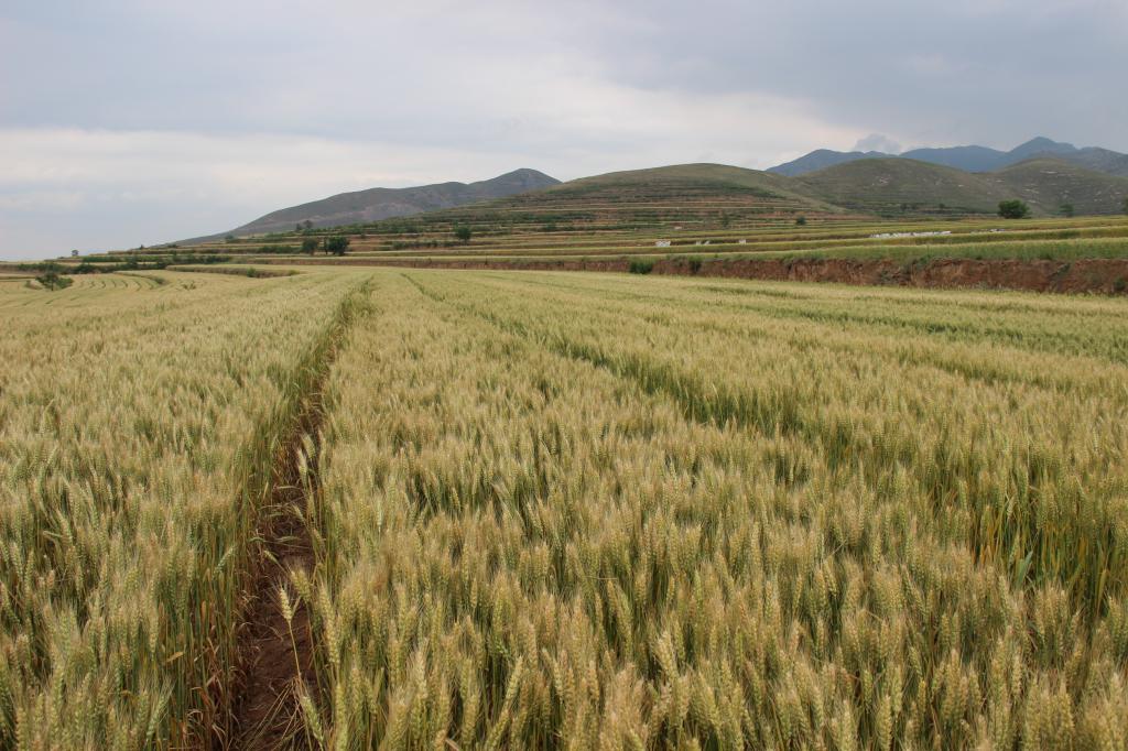 苏丹农业银行积极支持小麦和棉花种植