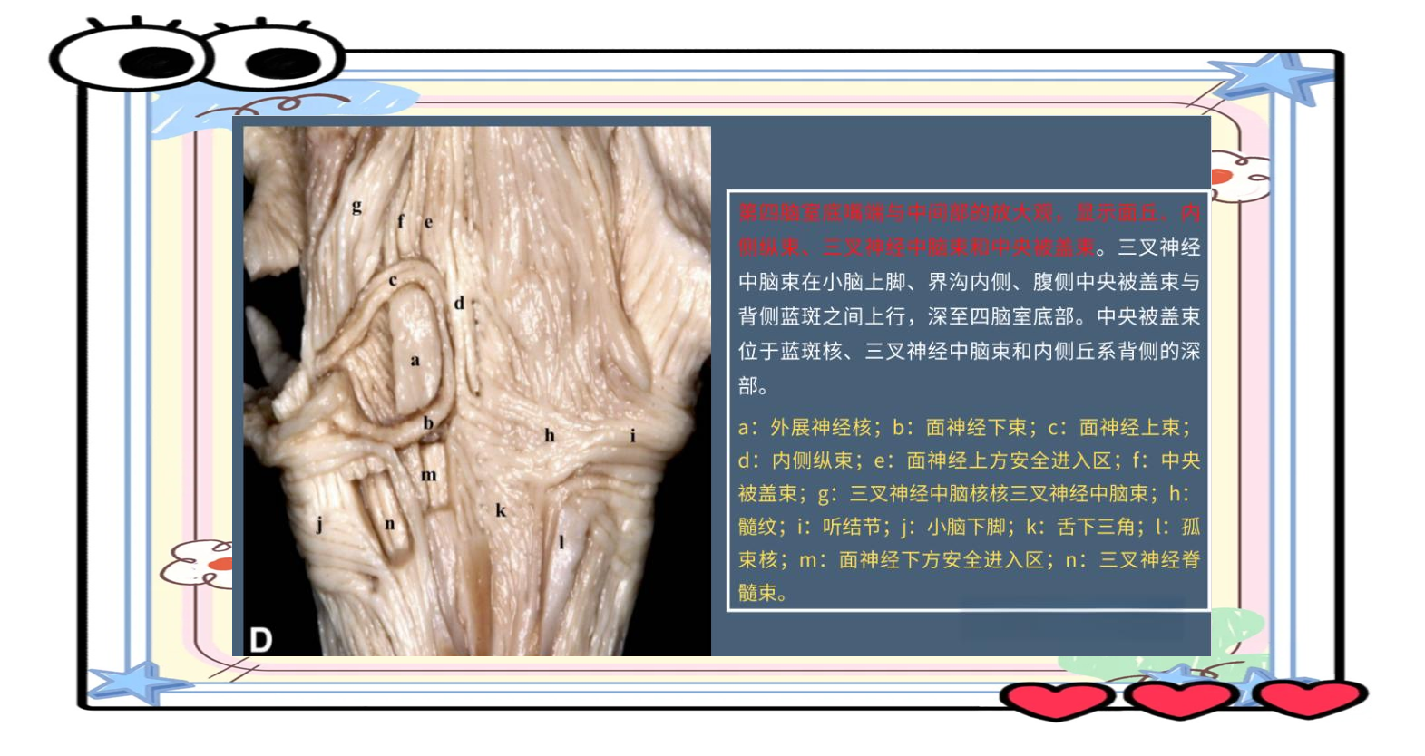 AI算法自动解析脑干白质神经束