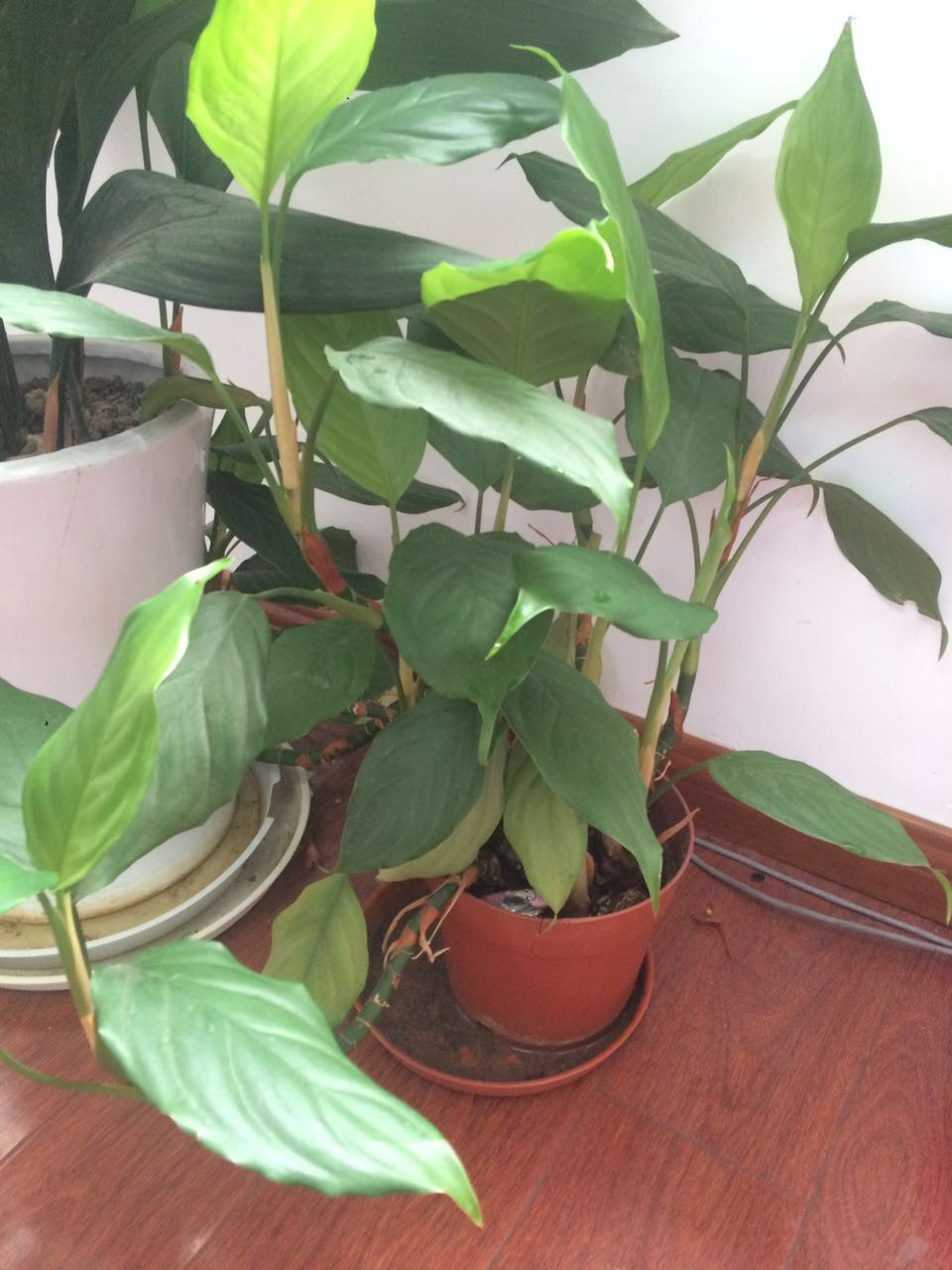 粤万年青获得发明专利授权:“一种益心丸的制备方法和应用”