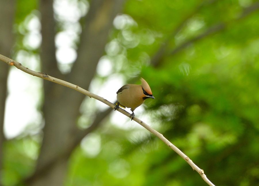 太平鸟大宗交易成交20.00万股 成交额320.00万元