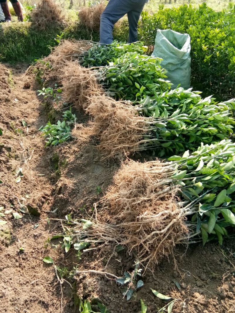 一亩田加速线下市场布局 旗下沃来采启动全国加盟