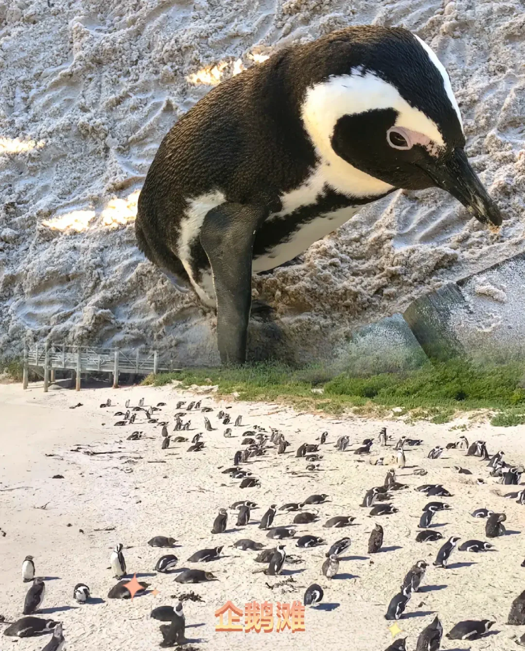 南非约翰内斯堡曝出民生与治理多重问题