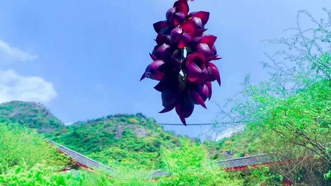 “长庚伴月”将于春分日重现天宇，等你来赏！