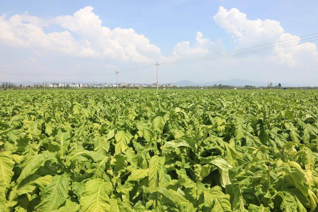 利比里亚高官视察海关检测设施 现代化改革助力财政收入