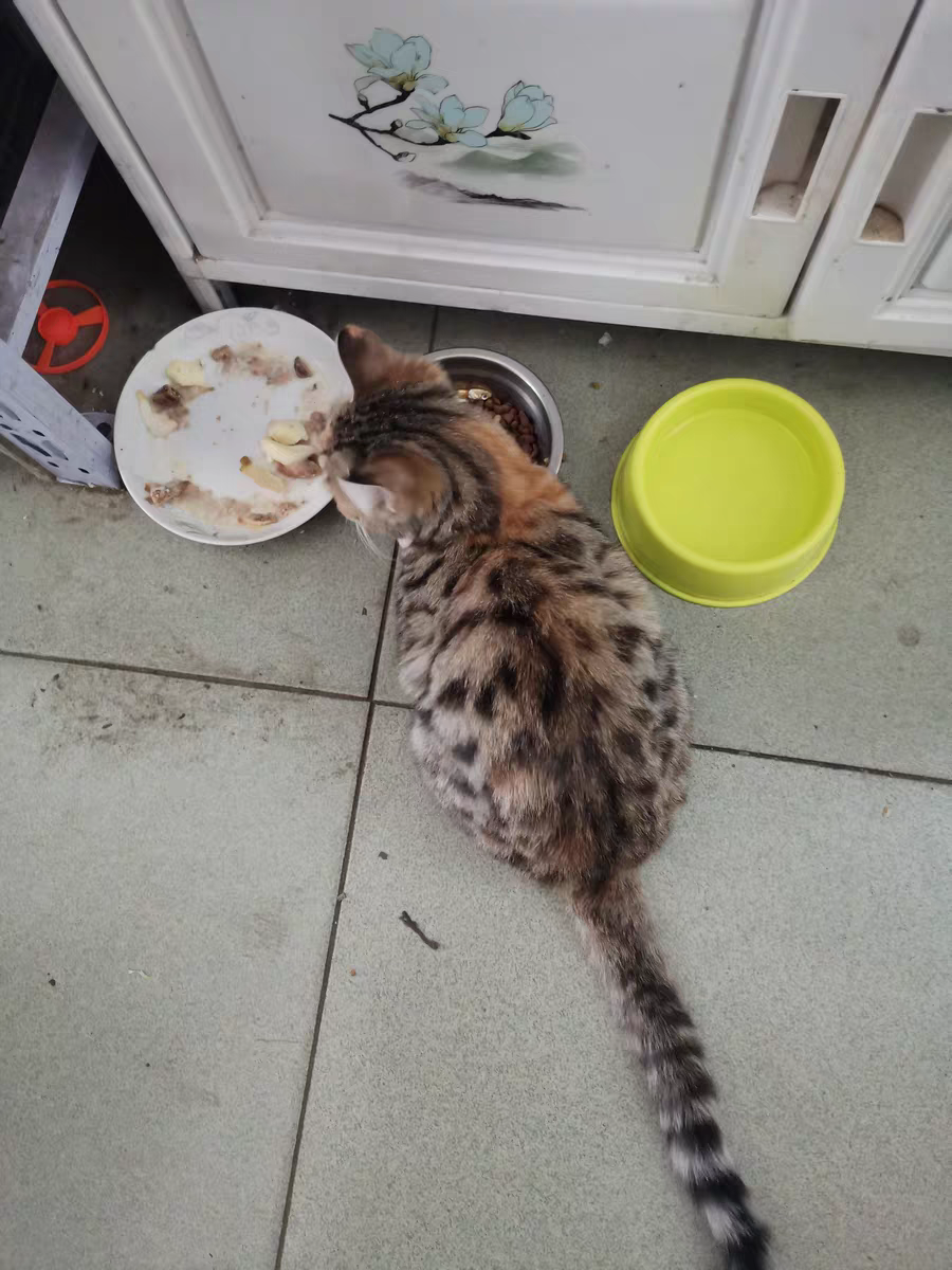 宠物营收飙涨 74.3%！朝云集团成铲屎官心头好