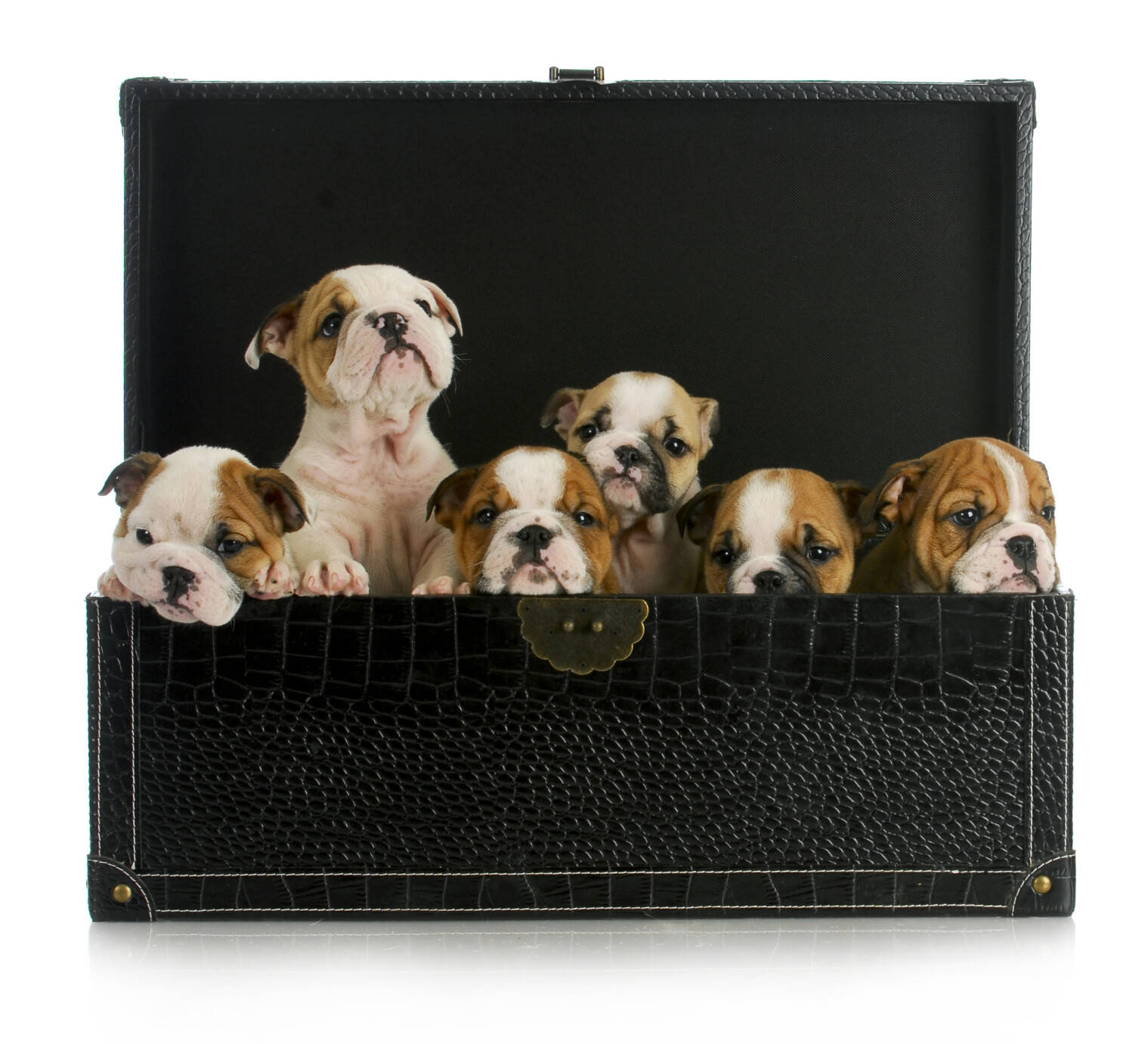 宠物营收飙涨 74.3%！朝云集团成铲屎官心头好