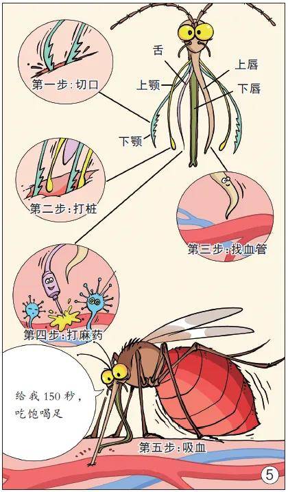 唠“科”话丨为啥蚊子总叮你？“招蚊”跟血型相关？